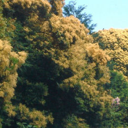 Japanese Chinquapin